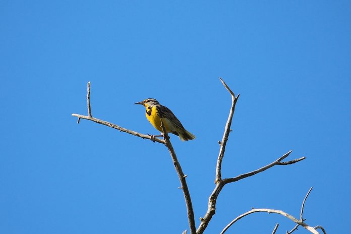 western meadowlark