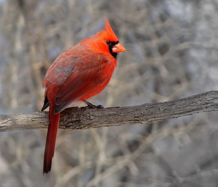 cardinal