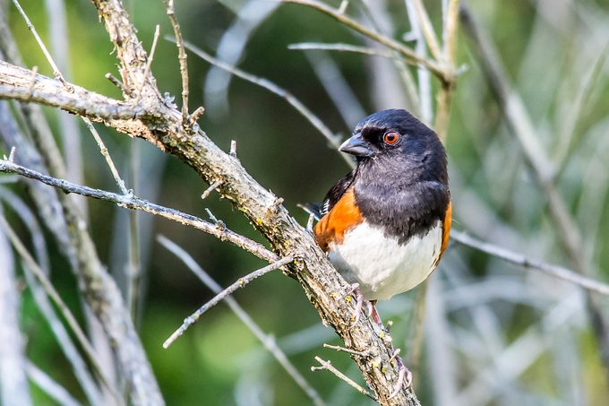 eastern towhee