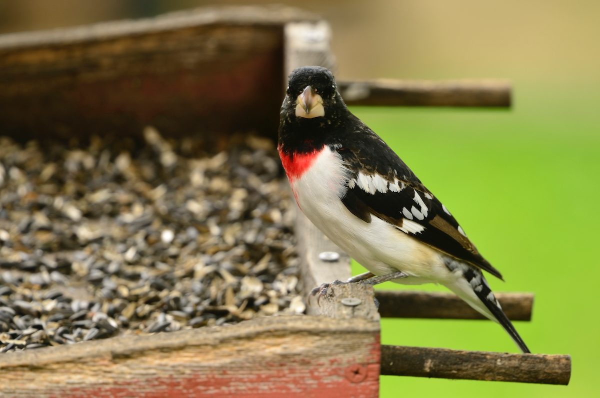 Rose Breasted Grosebeak Shot In My Back Yard With A Nikon D7000 Vincent Carr