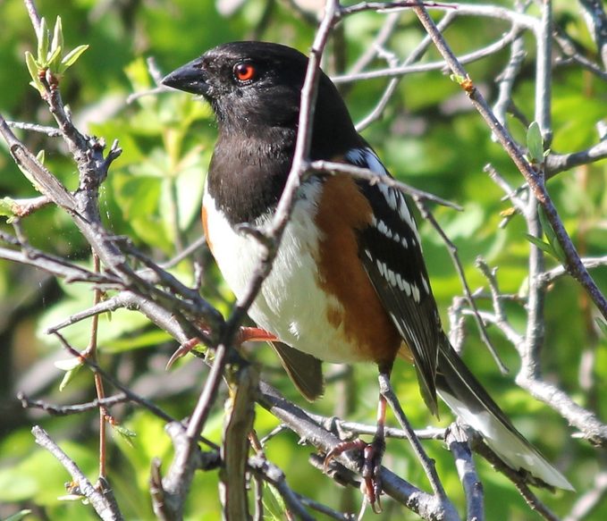 spotted towhee