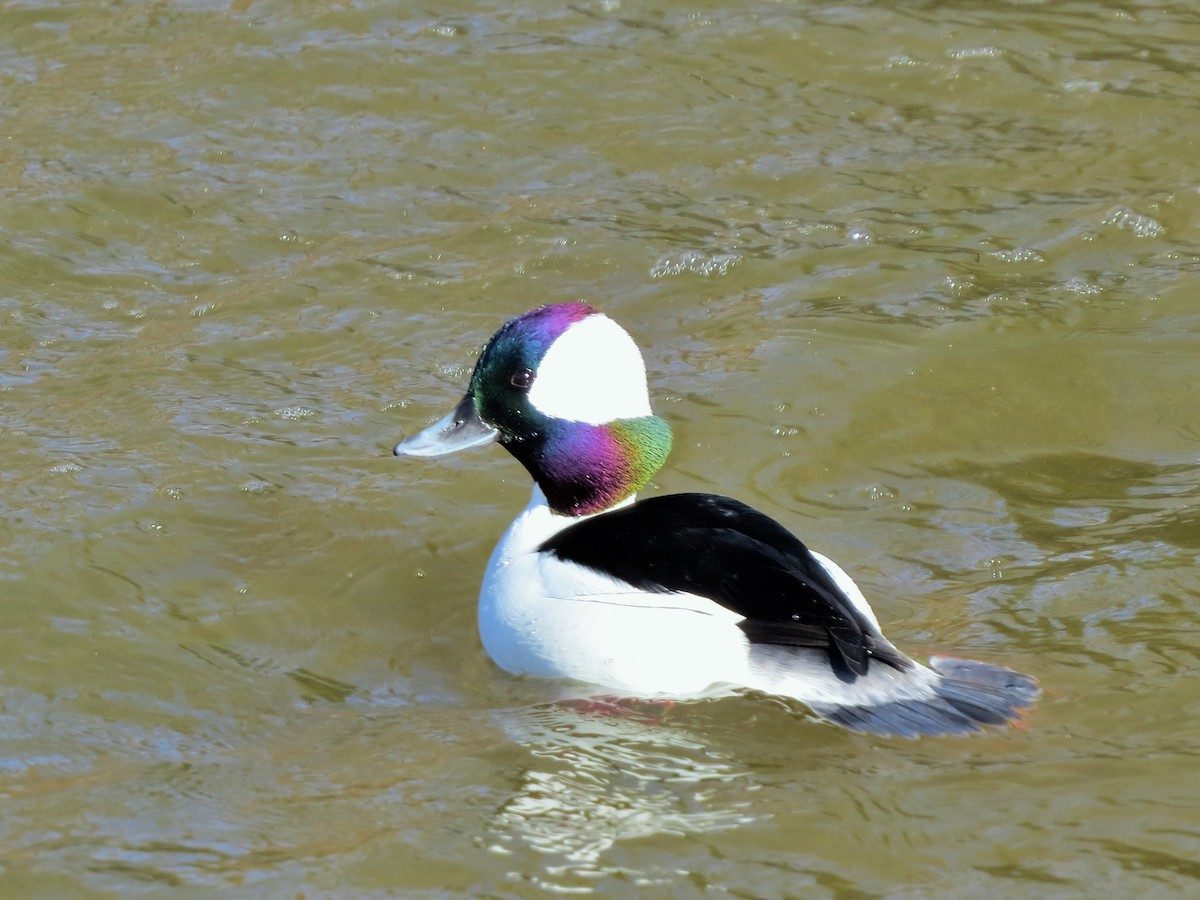 bufflehead duck