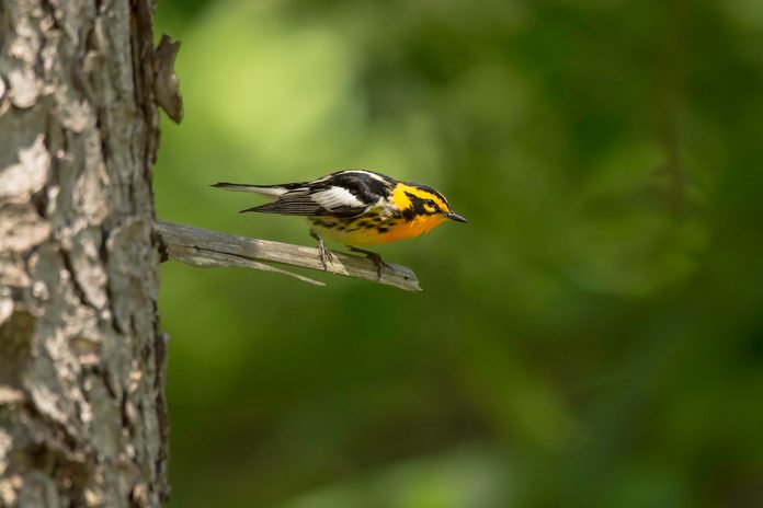 blackburnian warbler