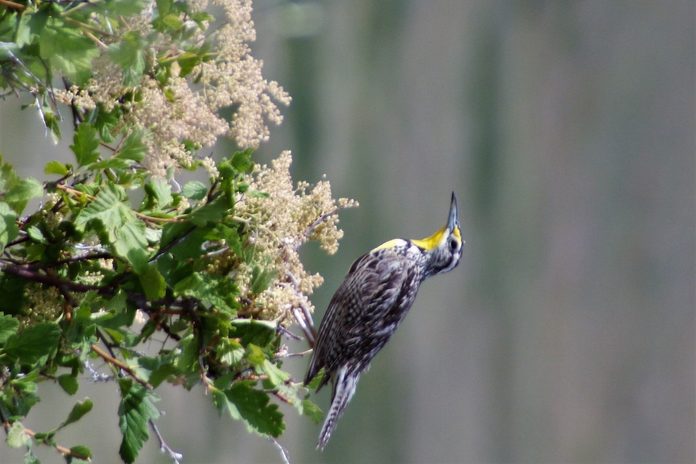 western meadowlark