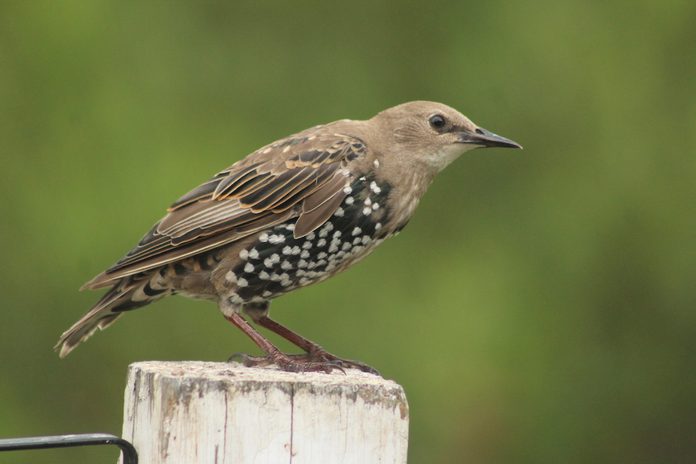 european starling