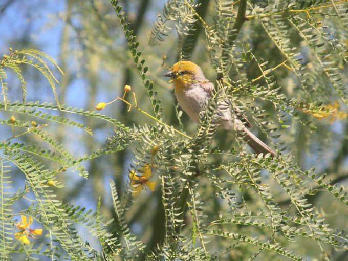 verdin, desert birds