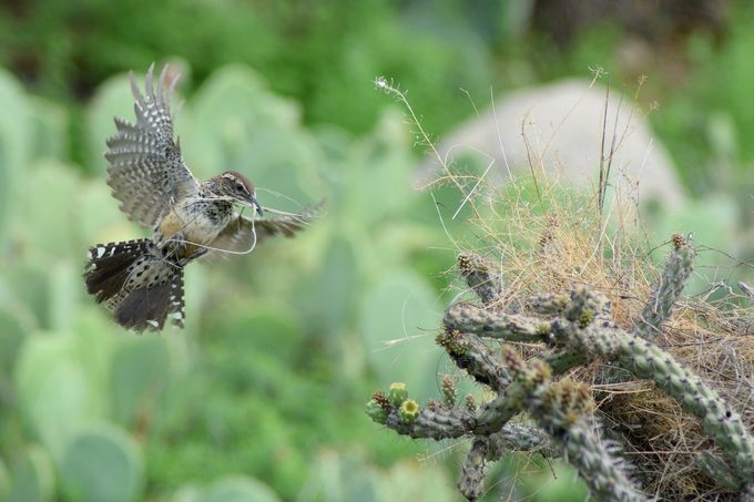 bird nesting material