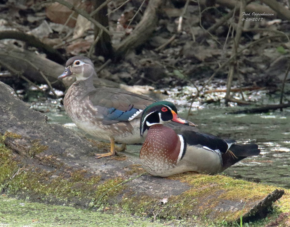 wood duck
