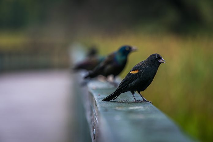 red winged blackbird