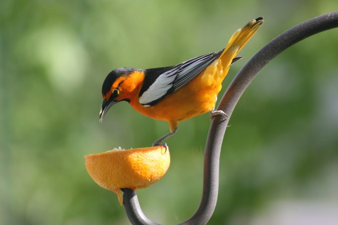 bullock's oriole bird