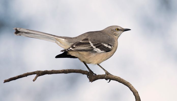 northern mockingbird