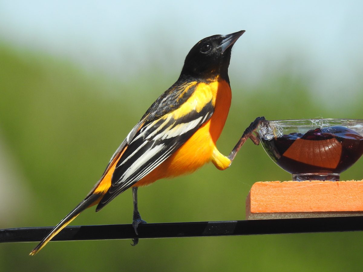 what do orioles eat