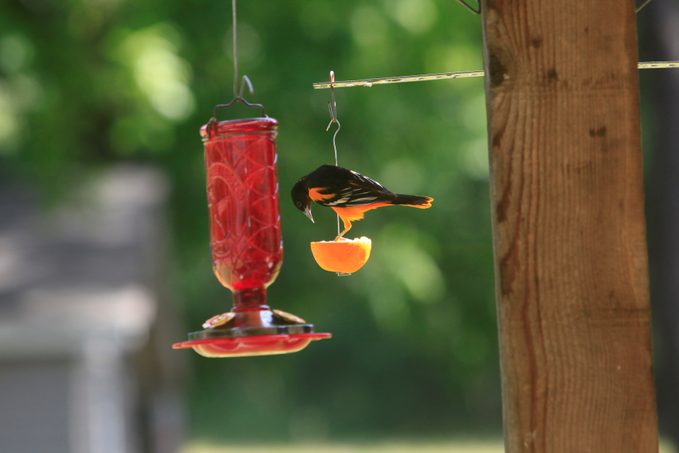 baltimore oriole nectar recipe
