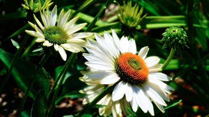 shasta daisy
