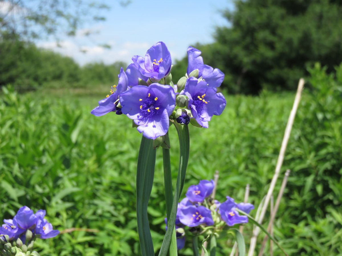 spiderwort blue flowers