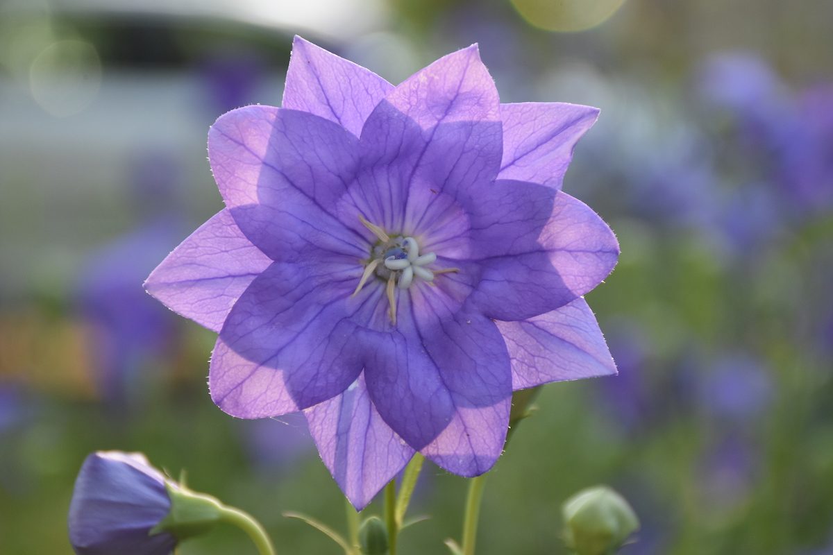 balloon flower