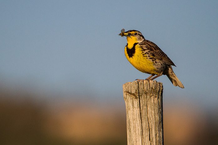 western meadowlark