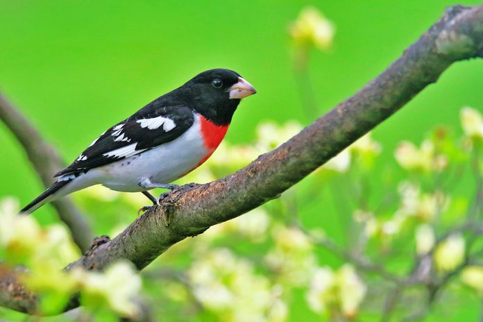 rose breasted grosbeak