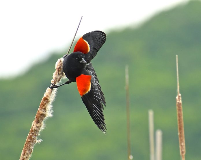 red winged blackbird