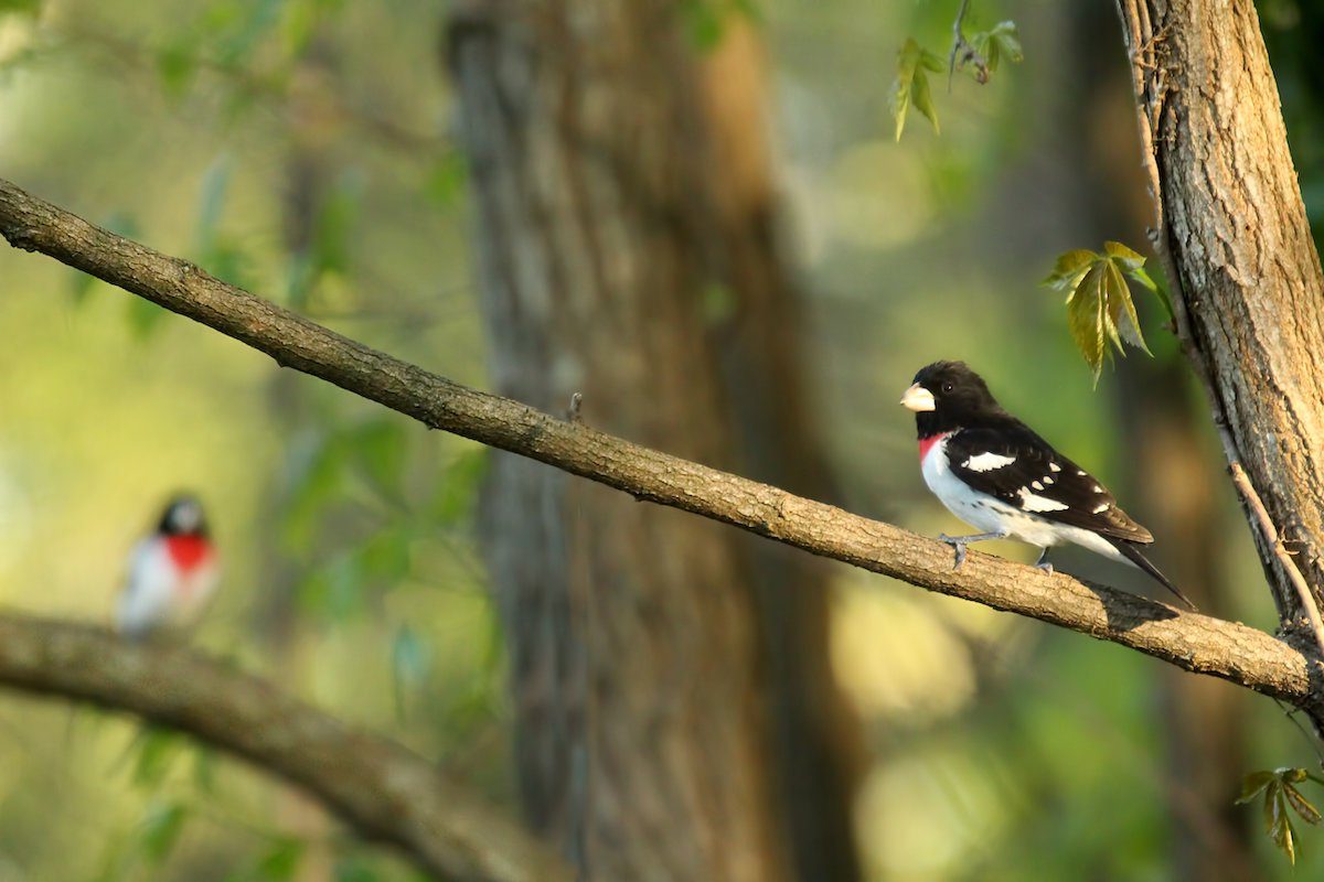 picture of grosbeaks