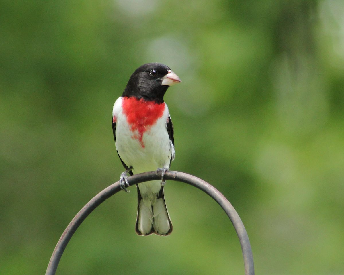 rose breasted grosbeak