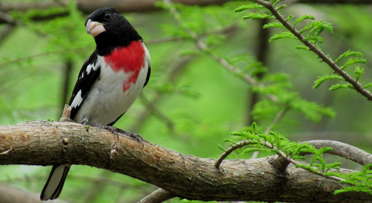 pictures of grosbeaks