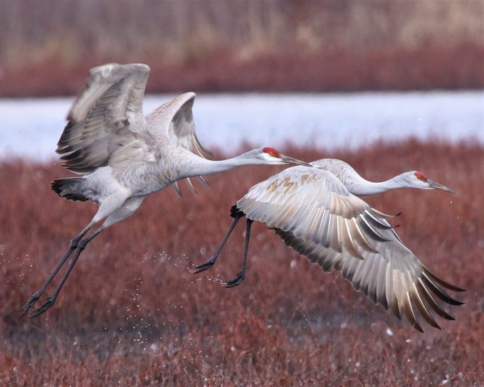 sandhill crane migration