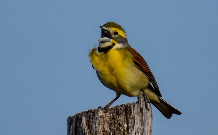 dickcissel