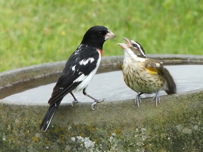 rose breasted grosbeaks