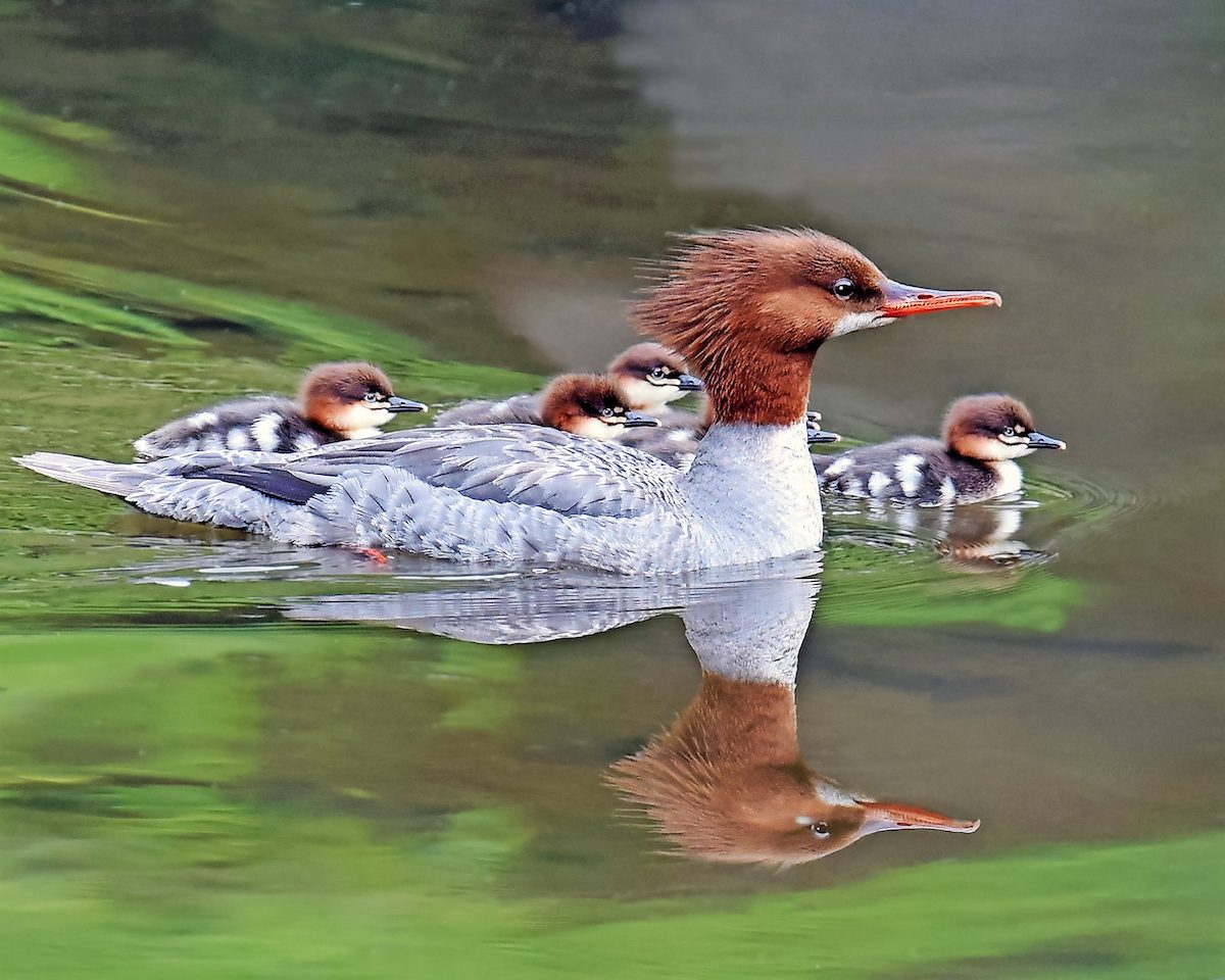common merganser