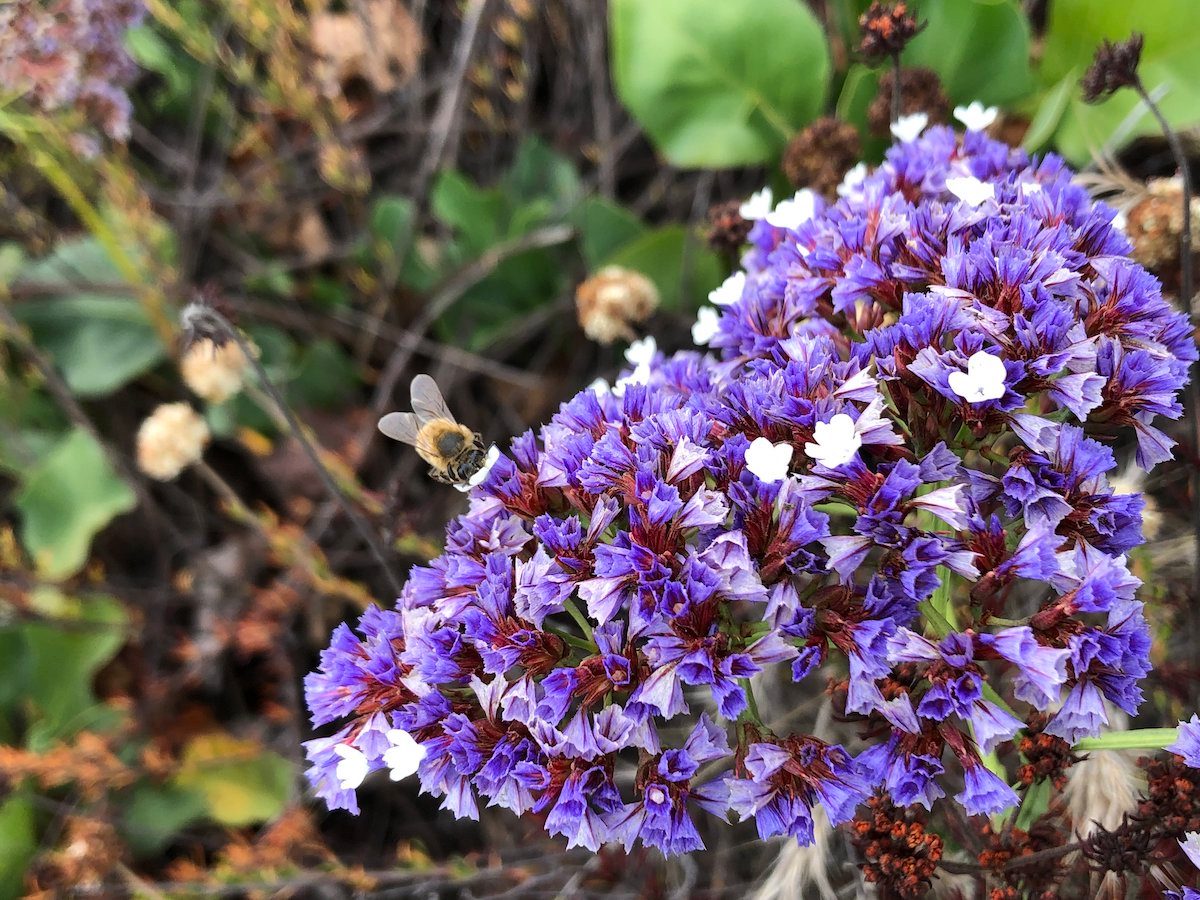statice flower