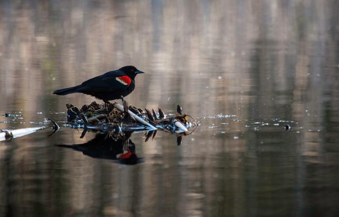 red-winged blackbird