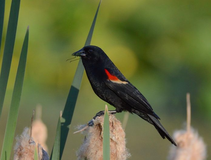 red winged blackbird