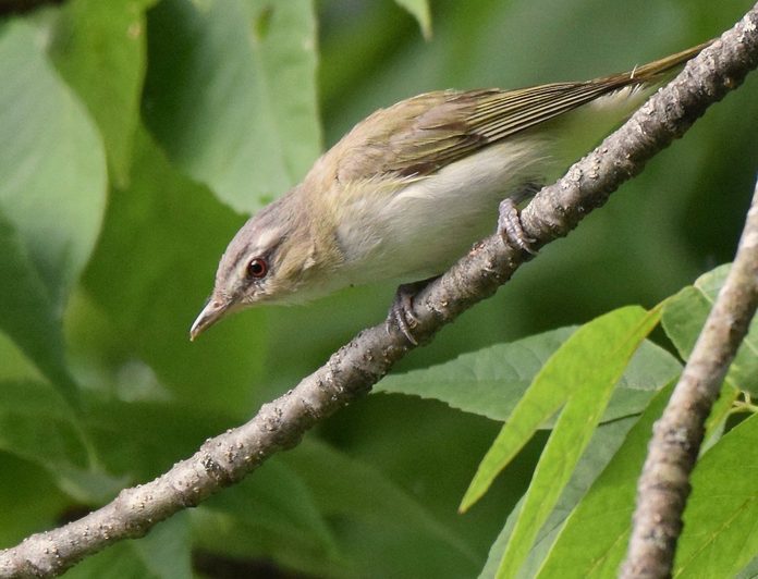 red eyed vireo