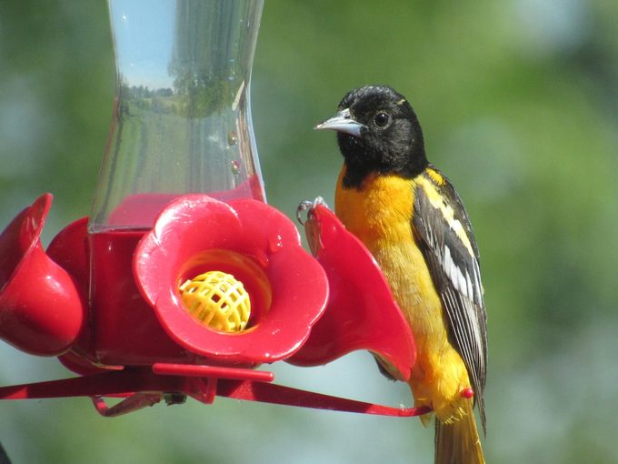 oriole hummingbird feeder