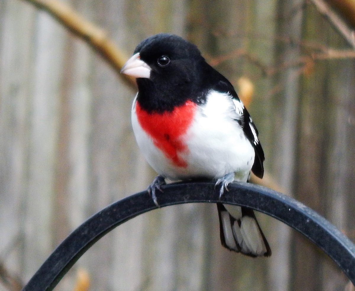 rose breasted grosbeak