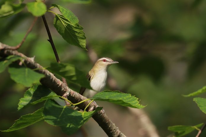 red eyed vireo