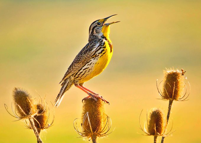 western meadowlark