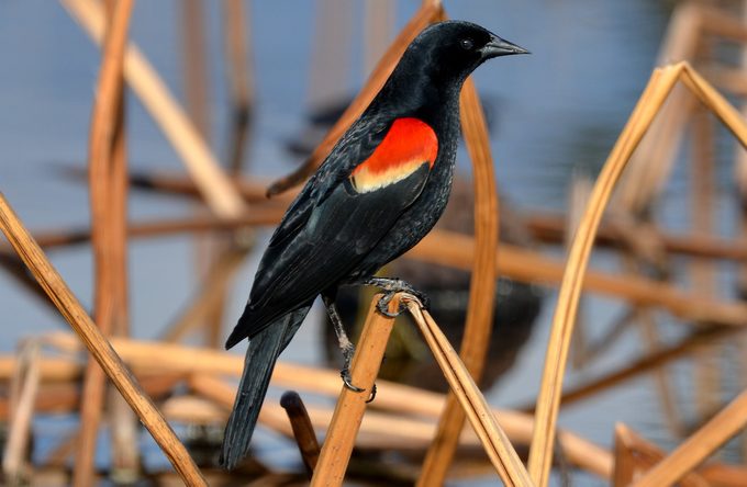 red winged blackbird