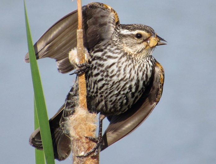 red winged blackbird