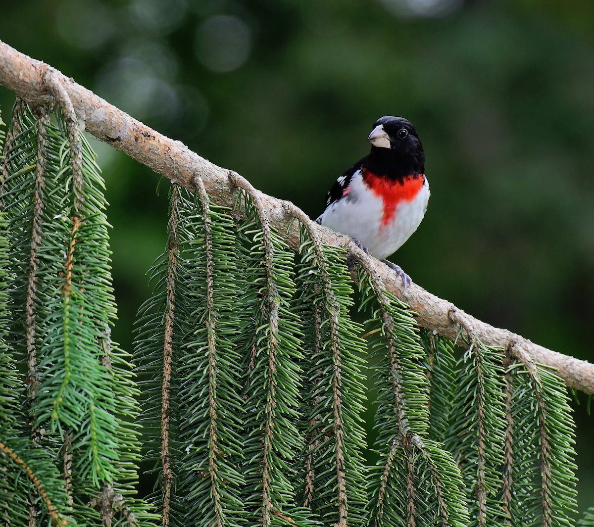 rose breasted grosbeak