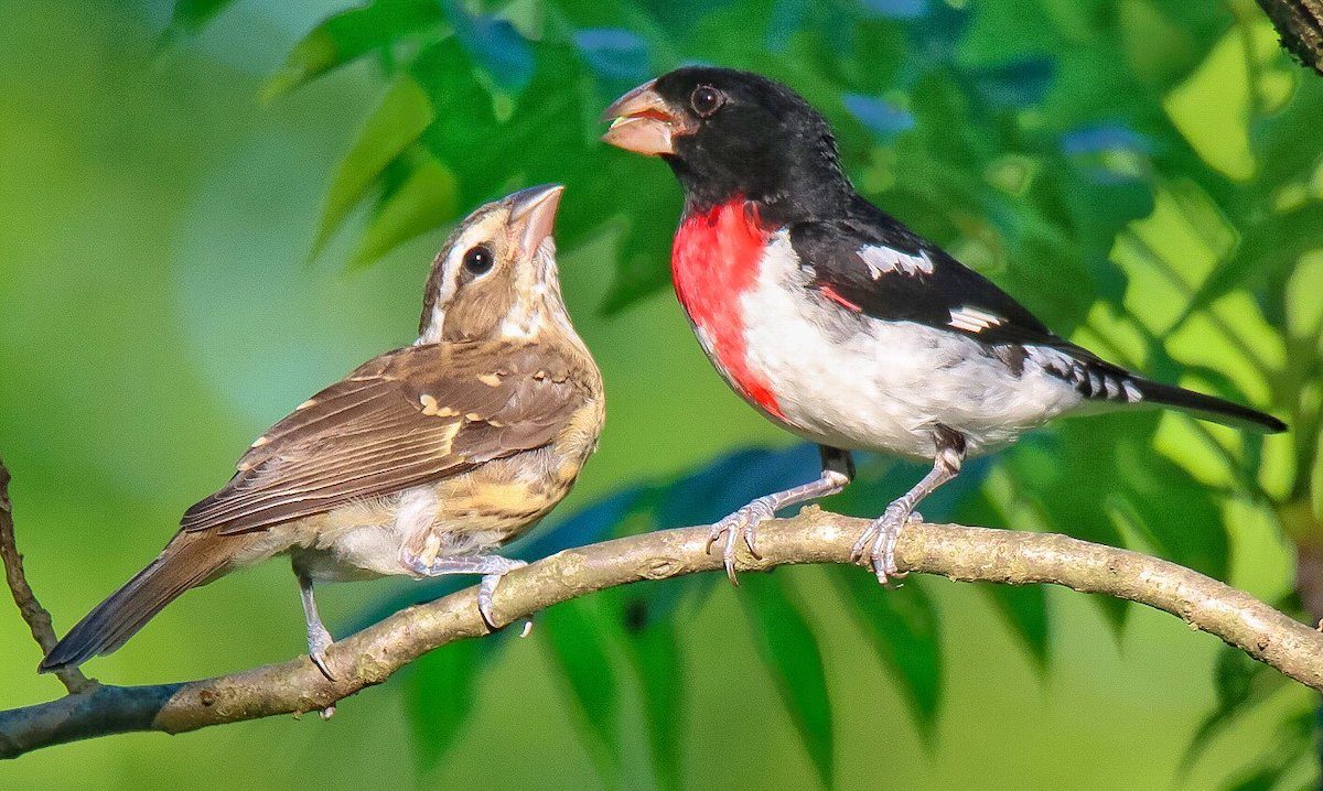 rose breasted grosbeaks