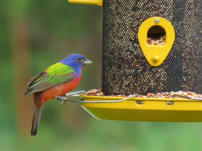 how to attract birds to feeders