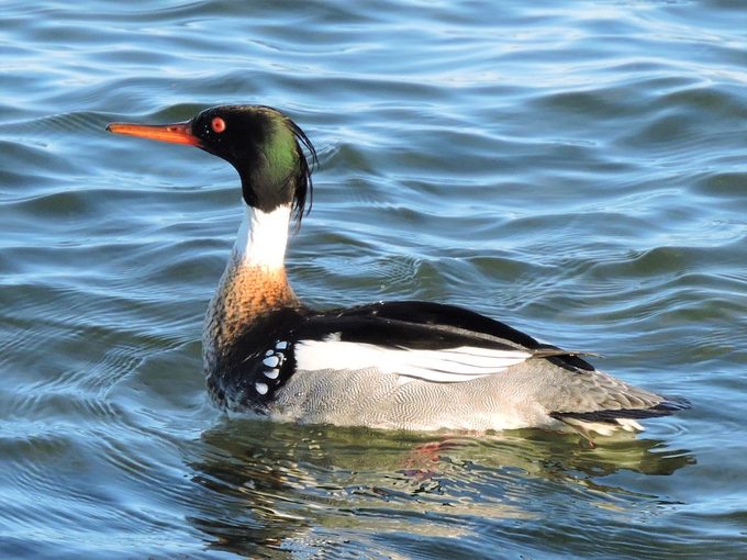 red breasted merganser