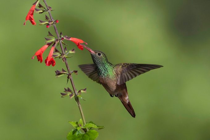 buff bellied hummingbird