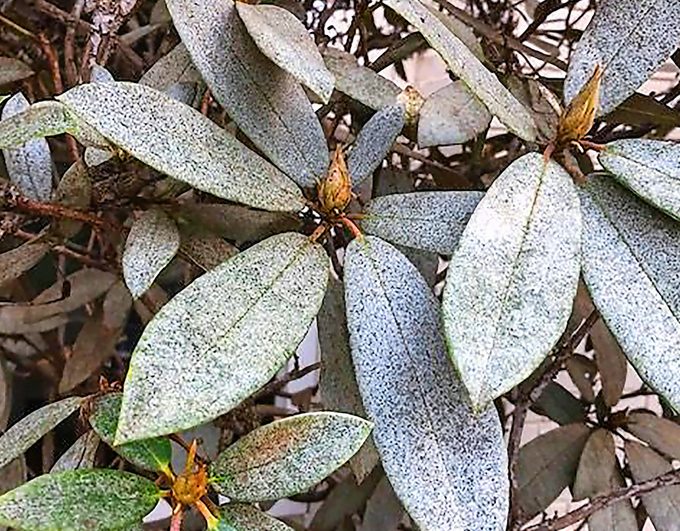 powdery mildew