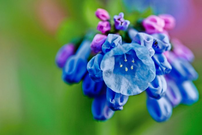 Virginia Bluebell