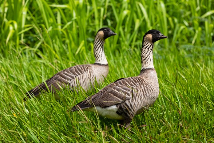 Hawaii, Kauai, Hawaiian geese, Branta sandvicensis