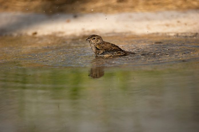 Cassin's sparrow