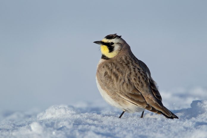 Horned Lark adult male on snow